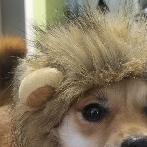 Meet your Posher, Yumi